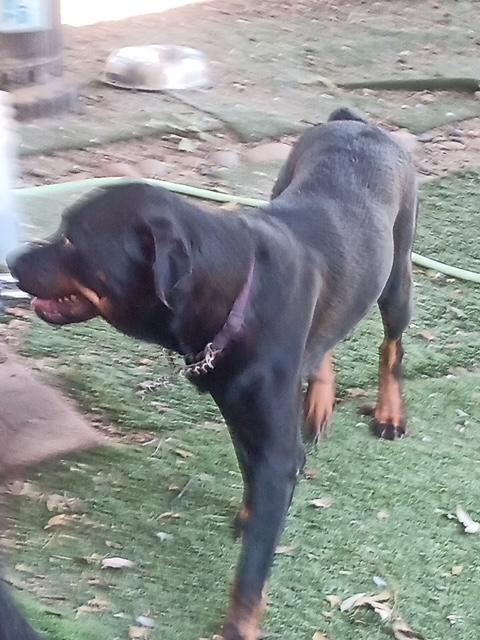 Enlarge Rune, an adopted Rottweiler in Lavon, TX image 3/5