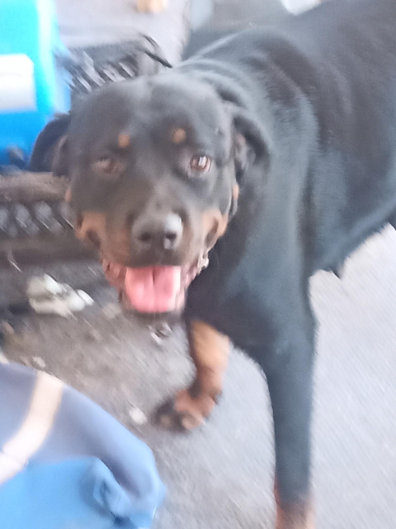 Enlarge Rune, an adopted Rottweiler in Lavon, TX image 4/5