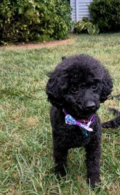 Sherman, Adopted, Adult Male Poodle (Toy).