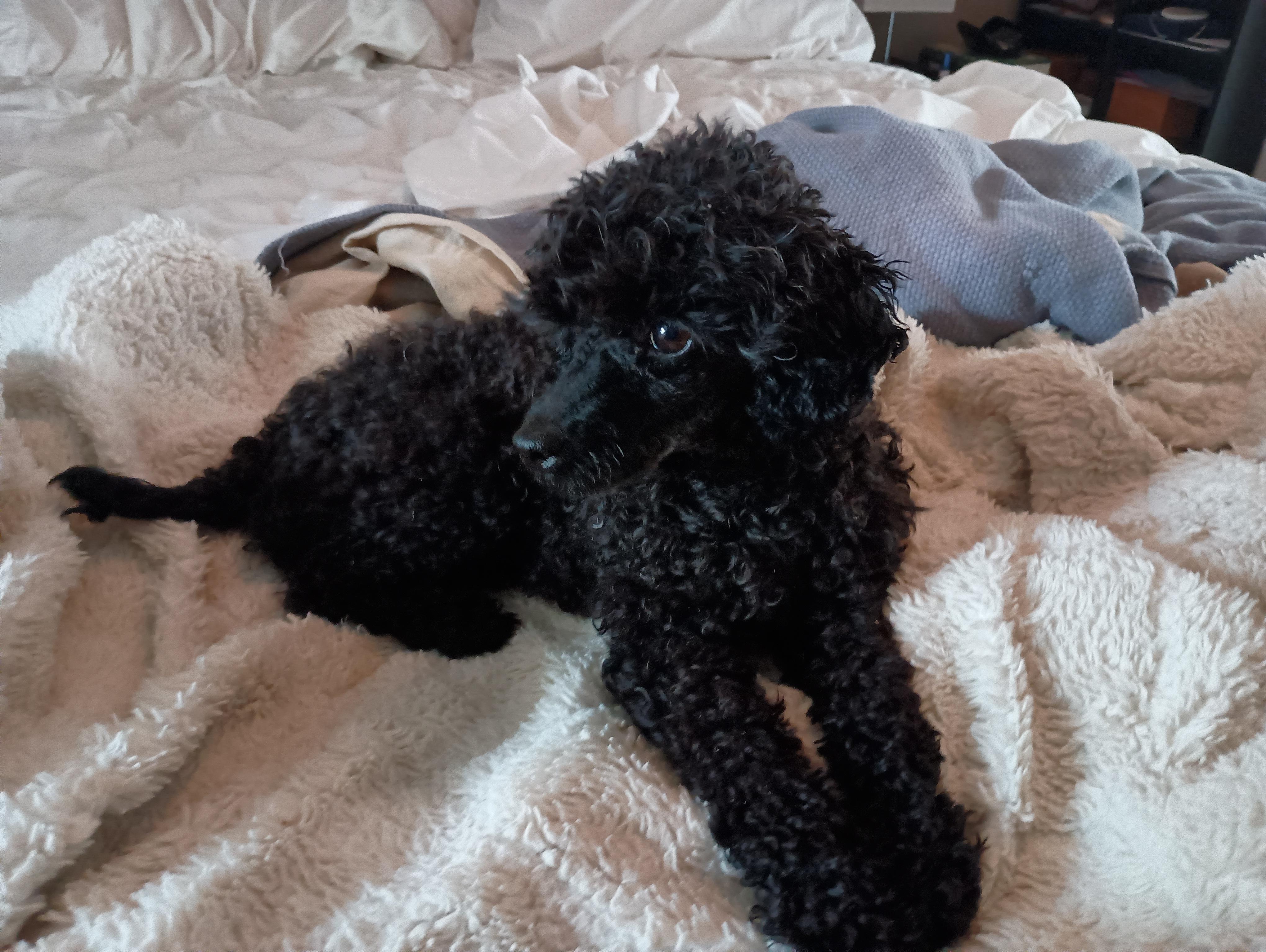 Sherman, a Adopted Poodle (Toy) in Louisville, KY image 2/6