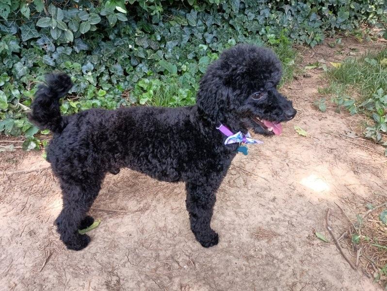 Sherman, a Adopted Poodle (Toy) in Louisville, KY image 3/6