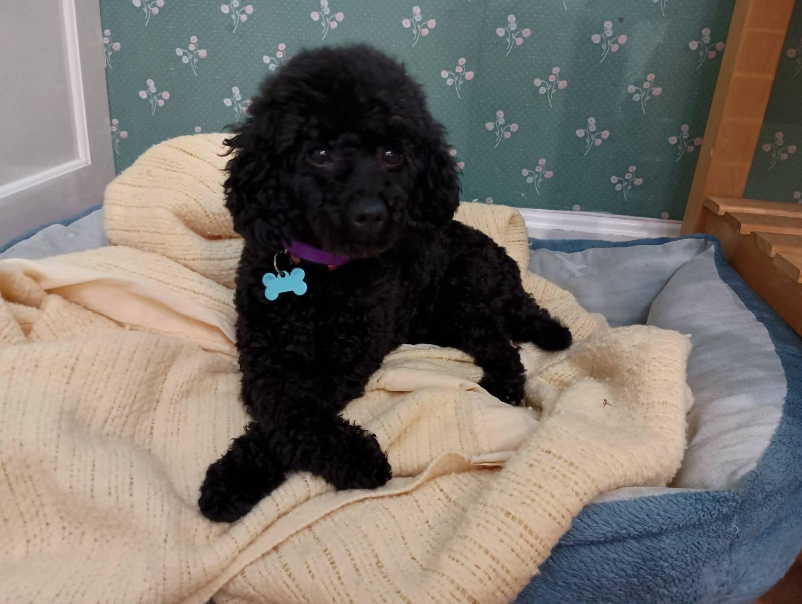 Sherman, a Adopted Poodle (Toy) in Louisville, KY image 4/6