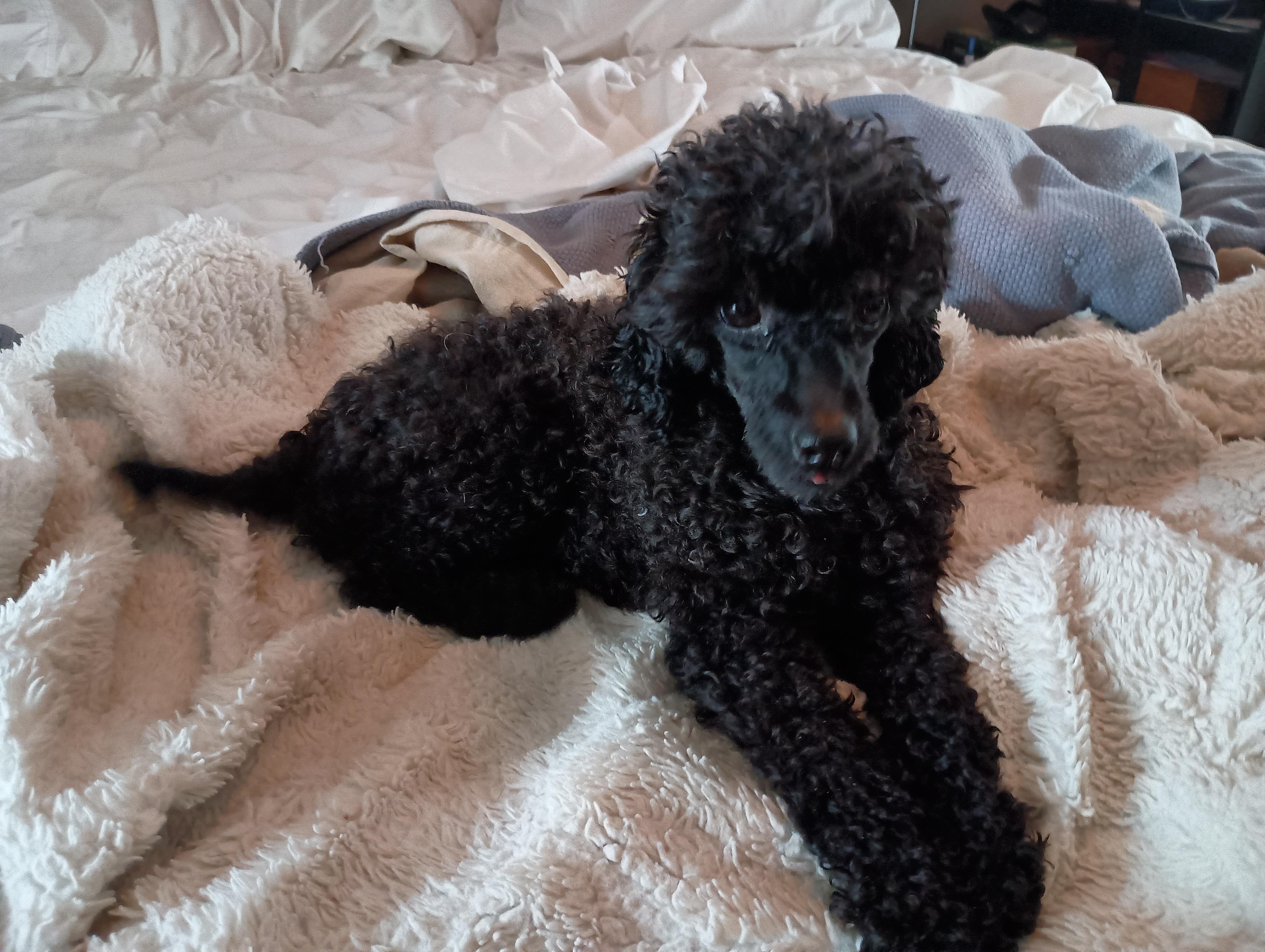 Sherman, a Adopted Poodle (Toy) in Louisville, KY image 5/6