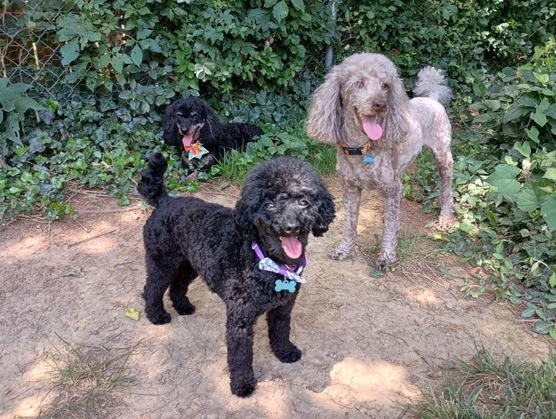 Sherman, a Adopted Poodle (Toy) in Louisville, KY image 6/6
