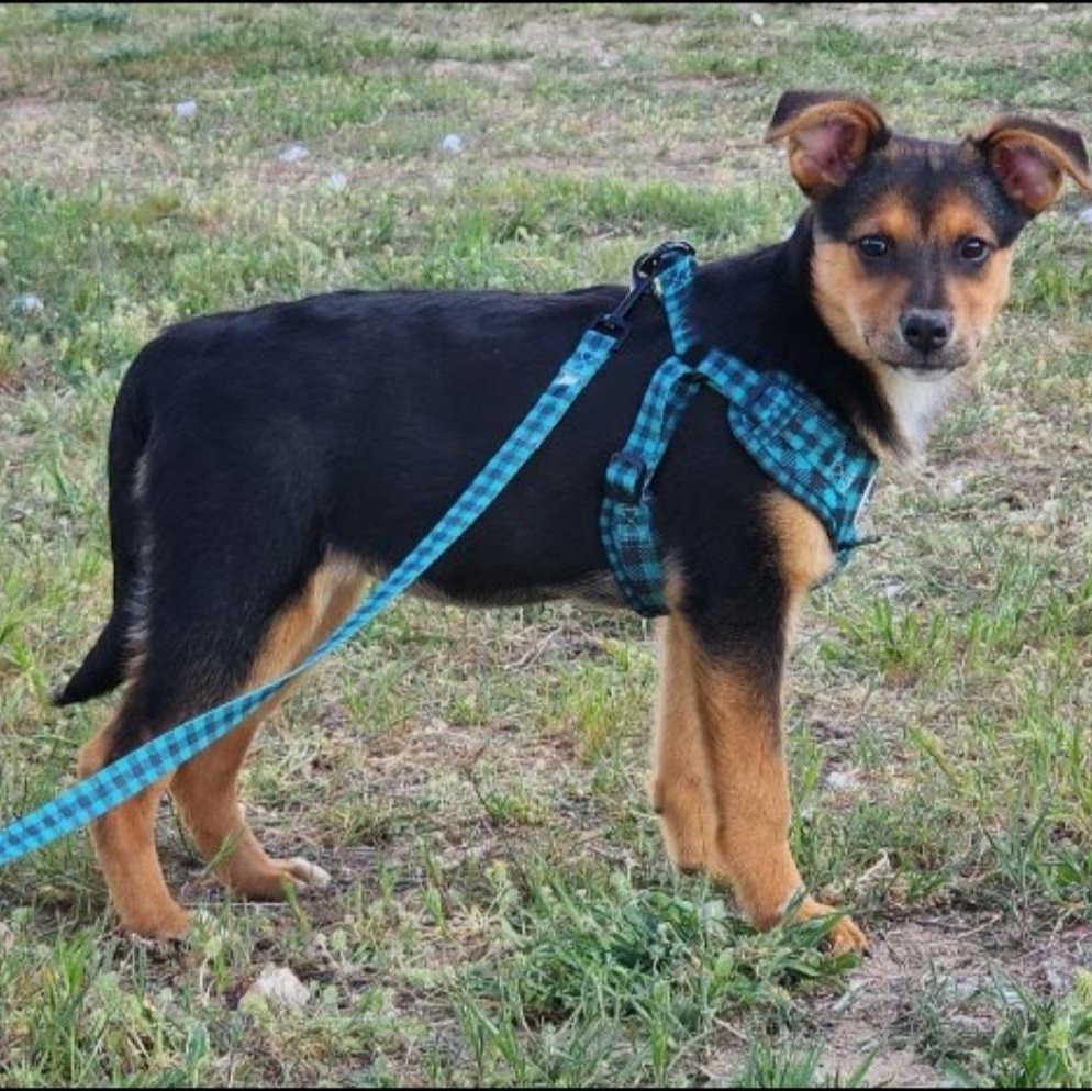 Enlarge Garnet, a Adoptable mixed breed in Marysville, WA image 6/6