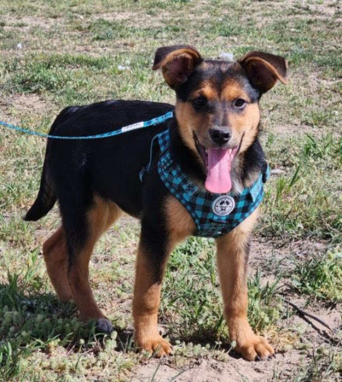 Garnet, Adoptable, Puppy Female German Shepherd Dog.