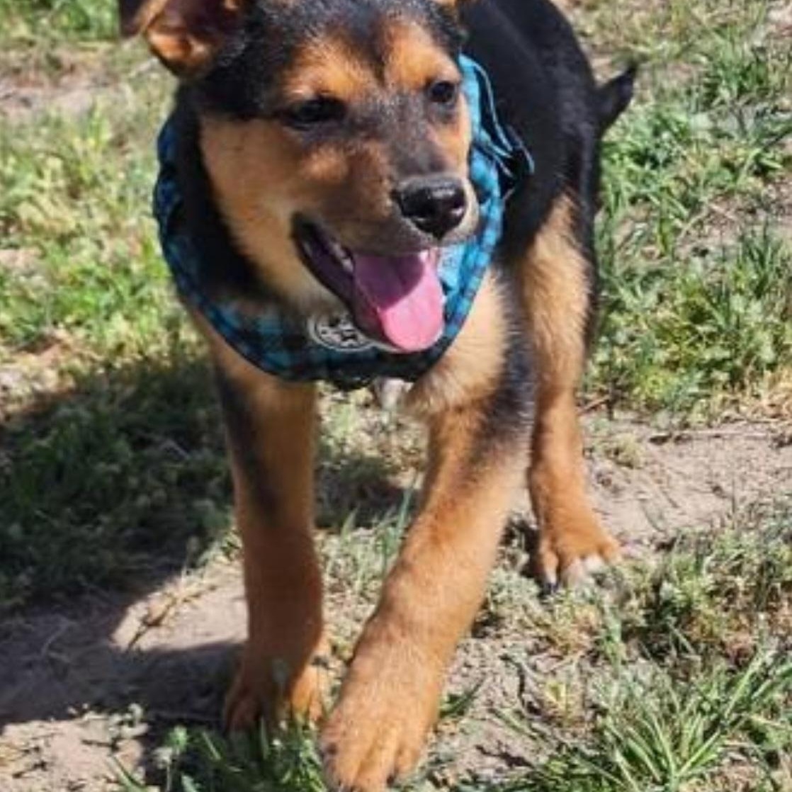 Enlarge Garnet, a Adoptable mixed breed in Marysville, WA image 5/6