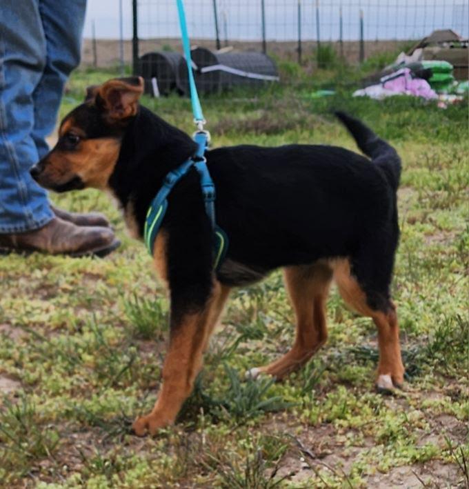 Enlarge Garnet, a Adoptable mixed breed in Marysville, WA image 3/6