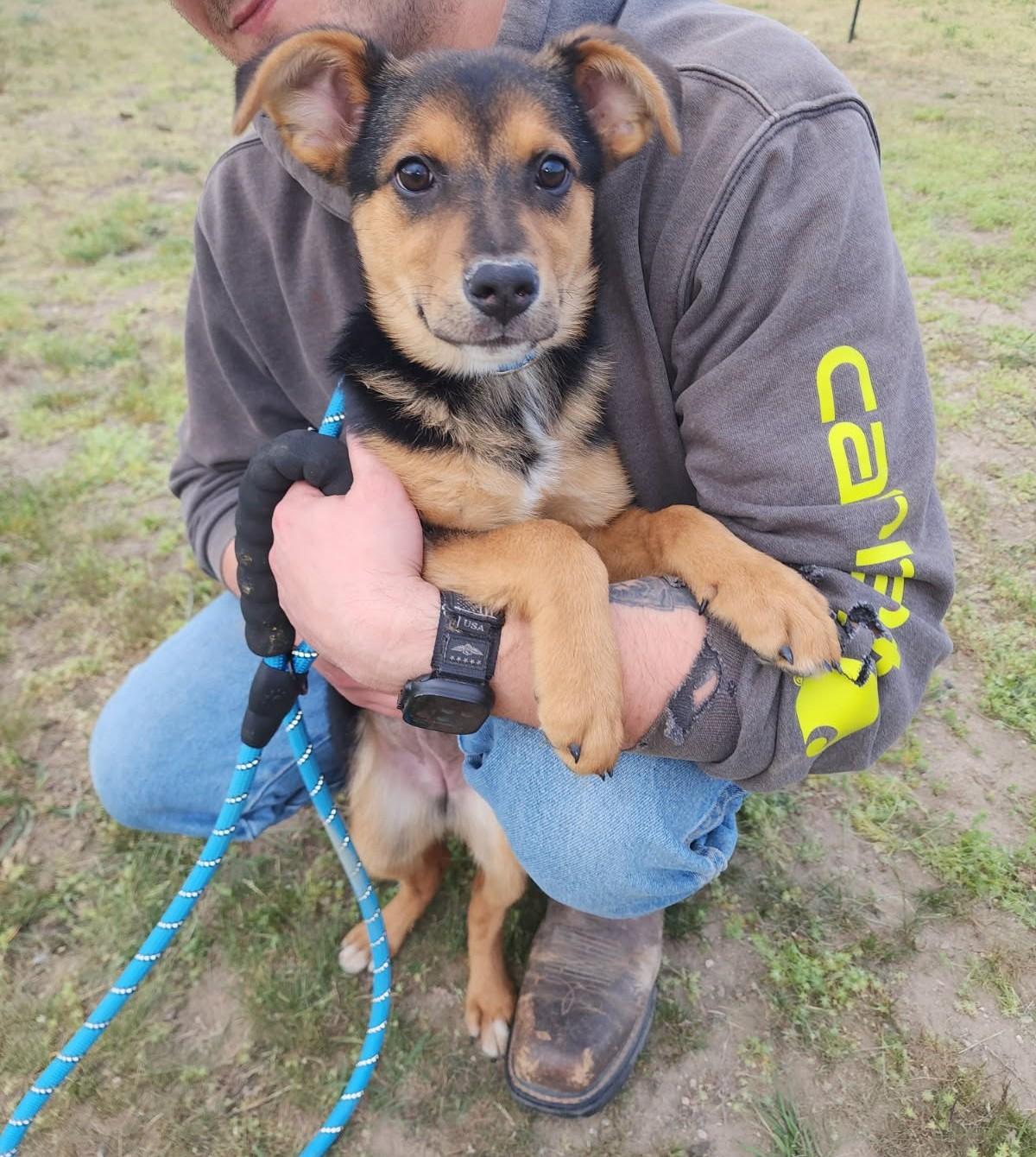 Enlarge Garnet, a Adoptable mixed breed in Marysville, WA image 2/6