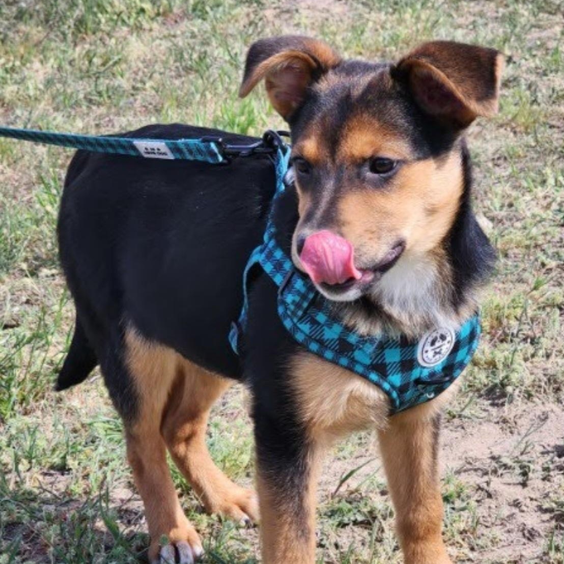 Enlarge Garnet, a Adoptable mixed breed in Marysville, WA image 4/6