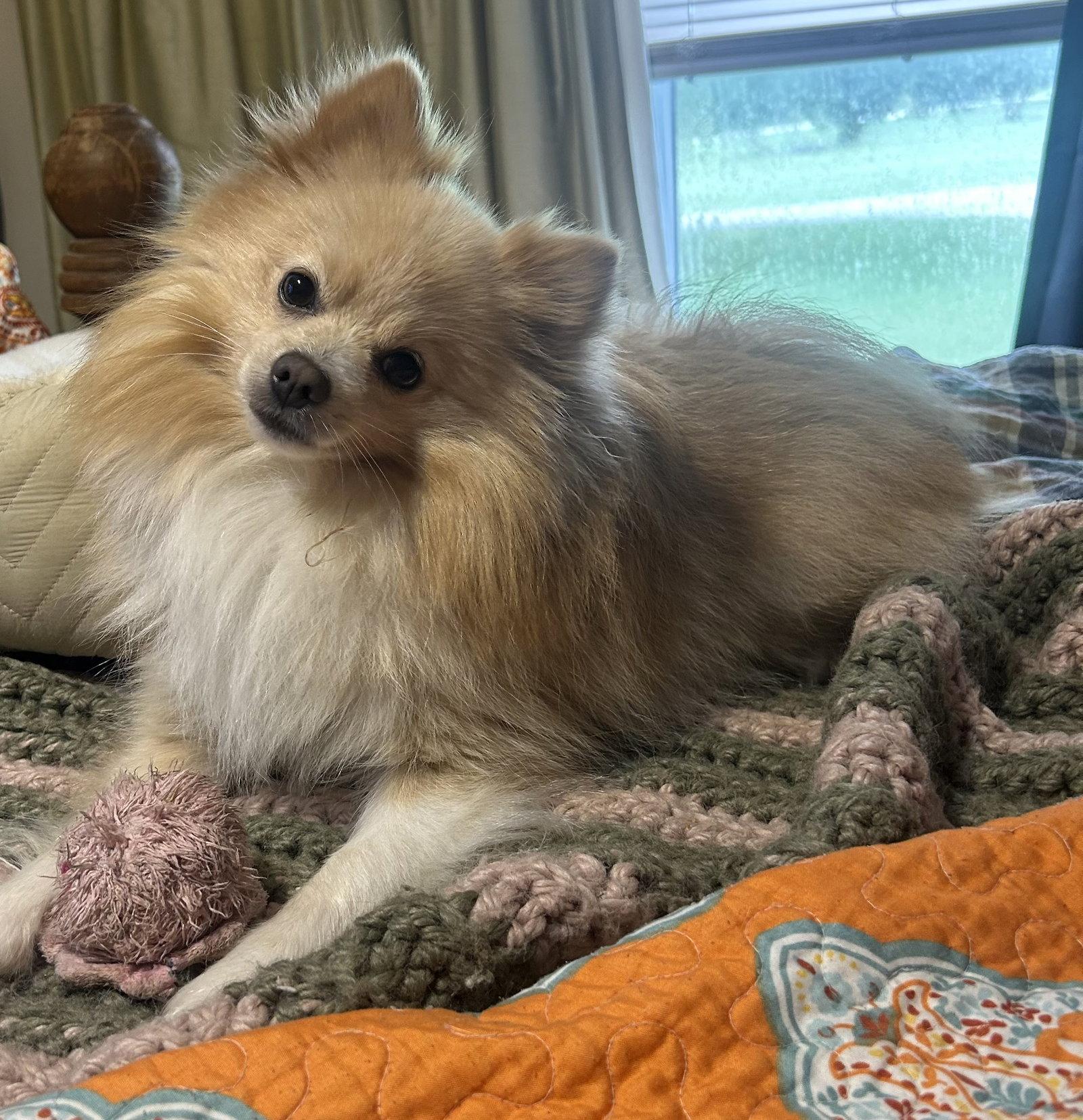 Bruno, Adoptable, Young Male Pomeranian.
