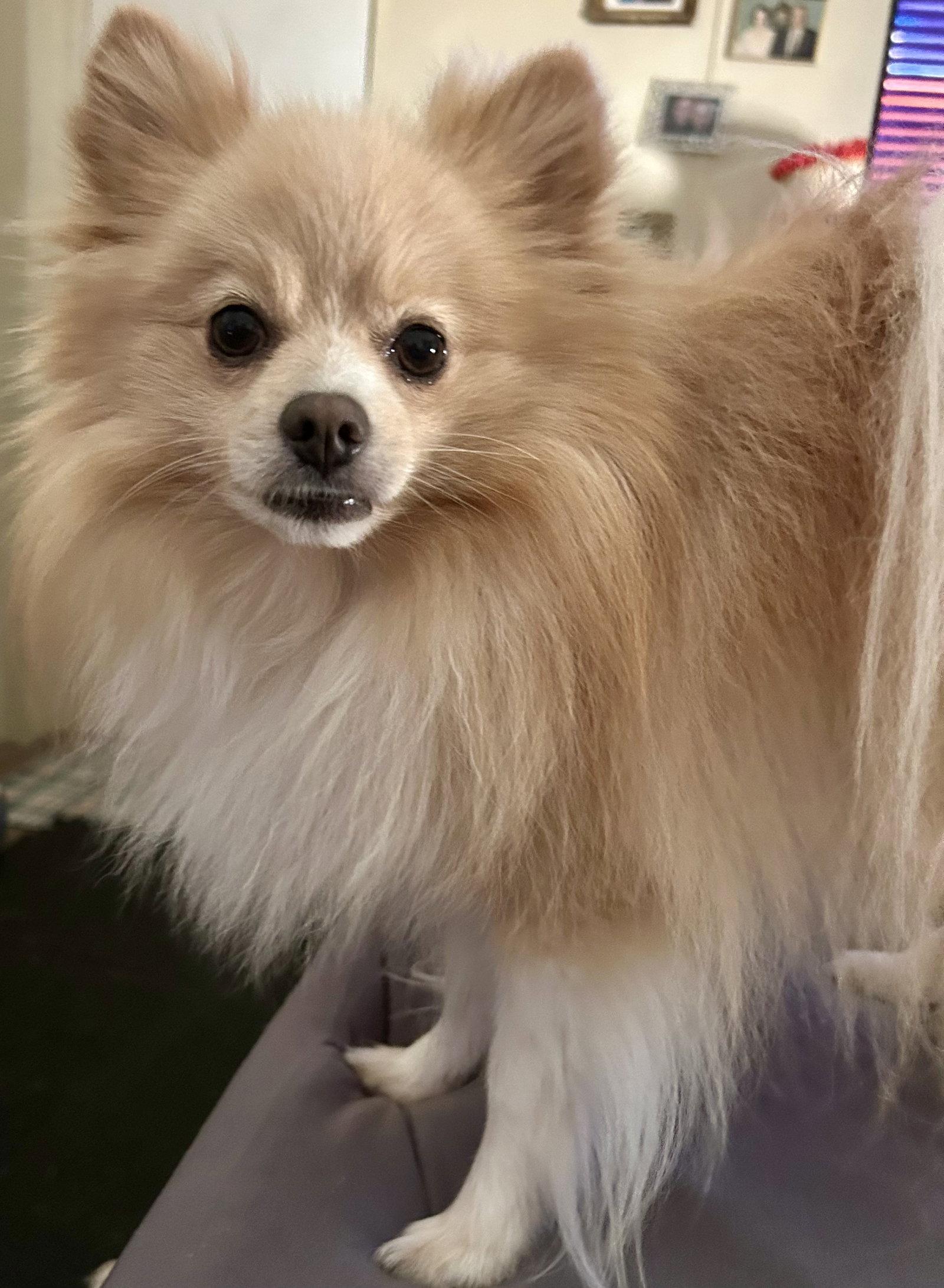 Enlarge Bruno, a Adoptable Pomeranian in Garland, TX image 2/3