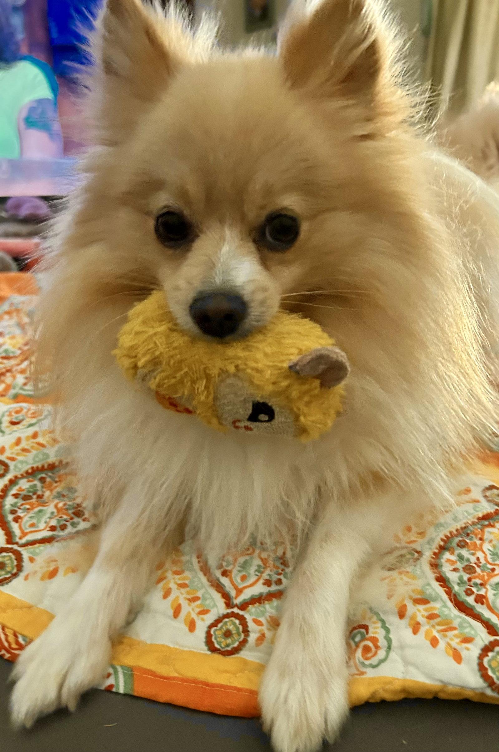 Enlarge Bruno, a Adoptable Pomeranian in Garland, TX image 3/3