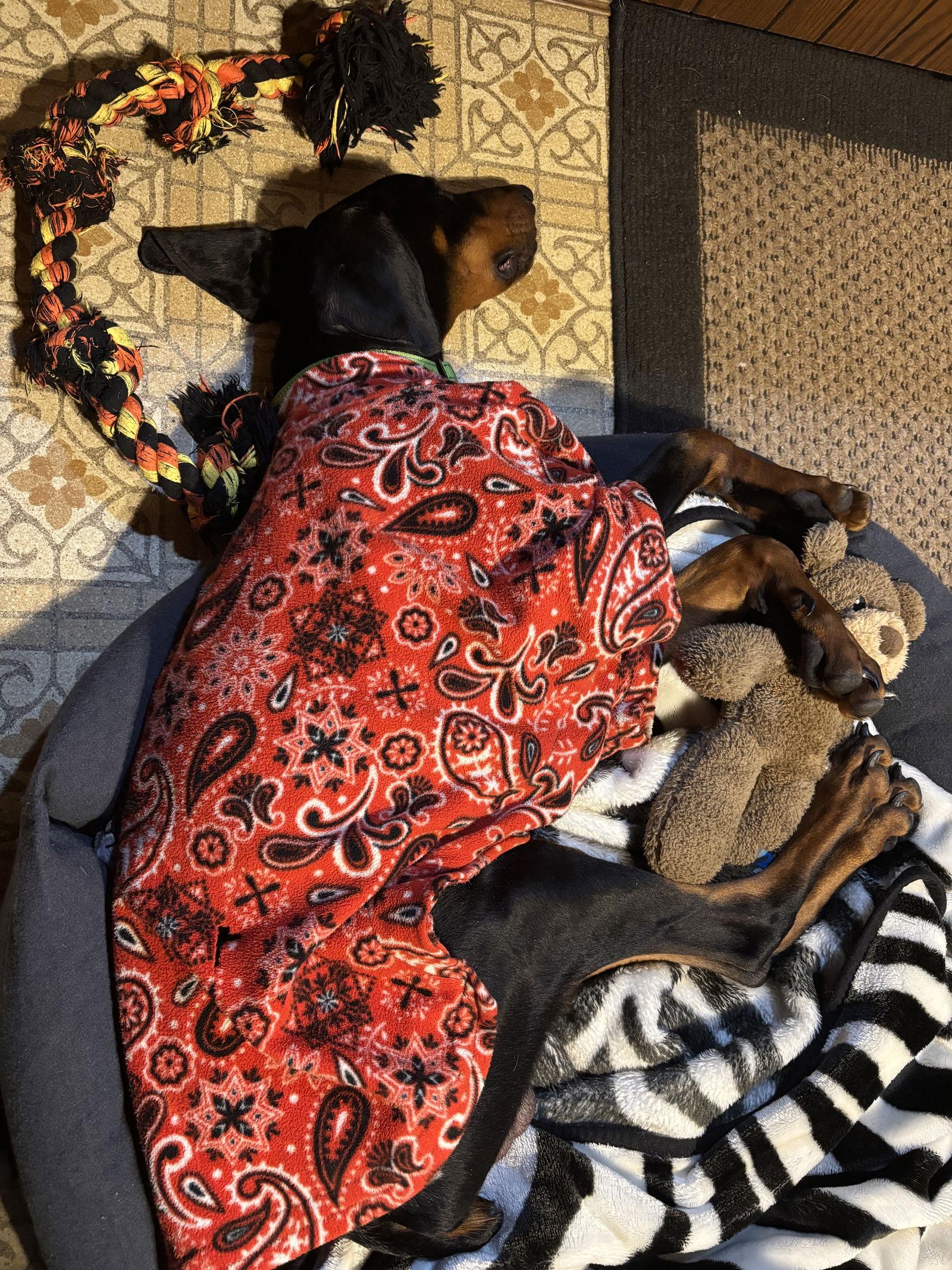 Sky, Adoptable, Young Male Doberman Pinscher.