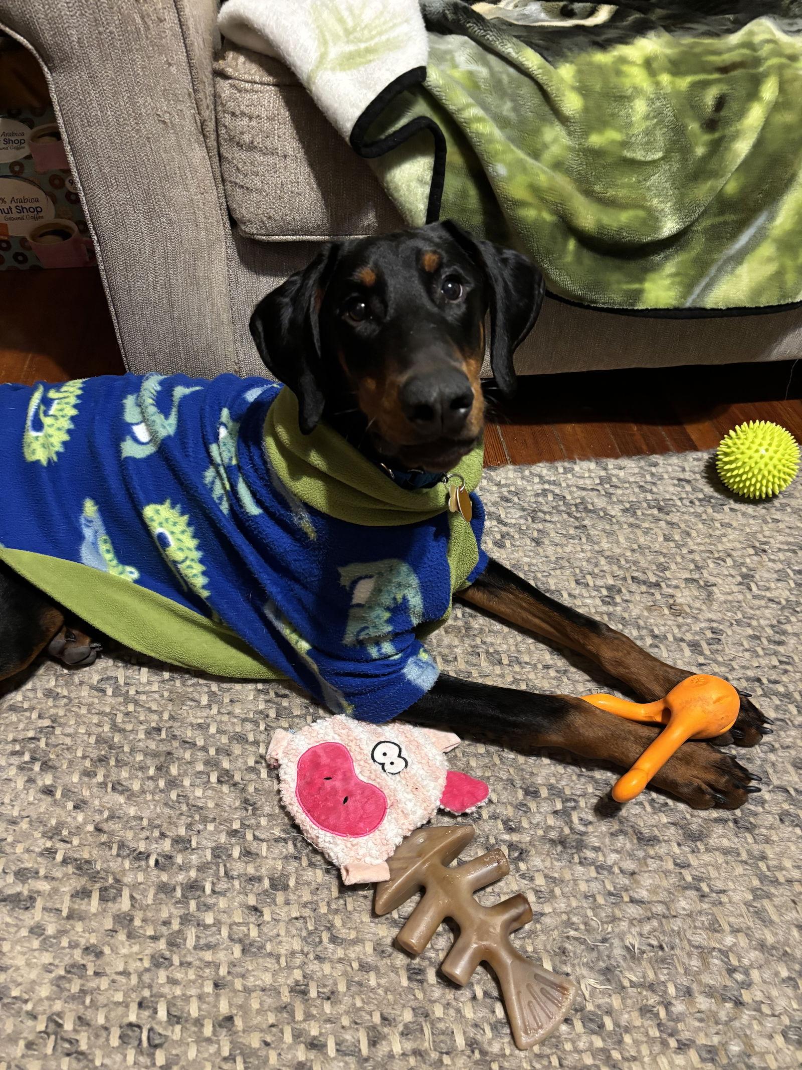 Enlarge Sky, a Adoptable Doberman Pinscher in Minneapolis, MN image 2/3