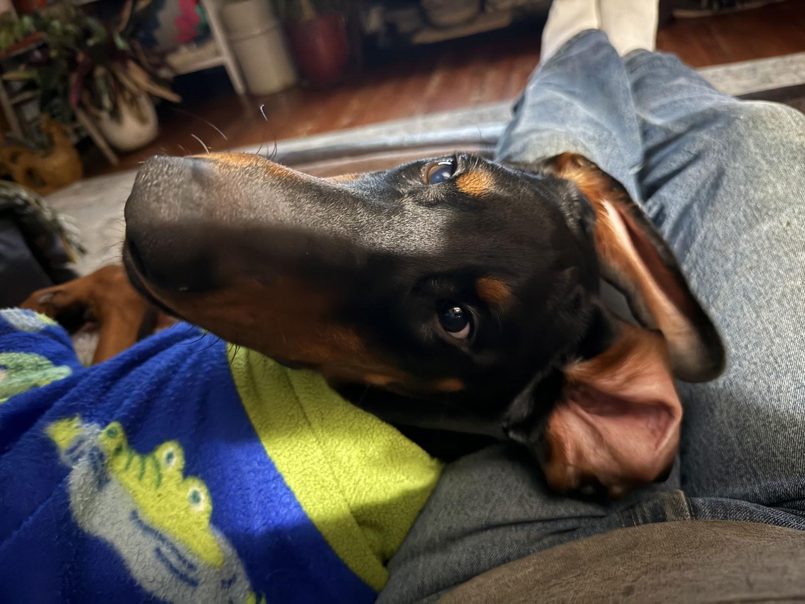 Enlarge Sky, a Adoptable Doberman Pinscher in Minneapolis, MN image 3/3
