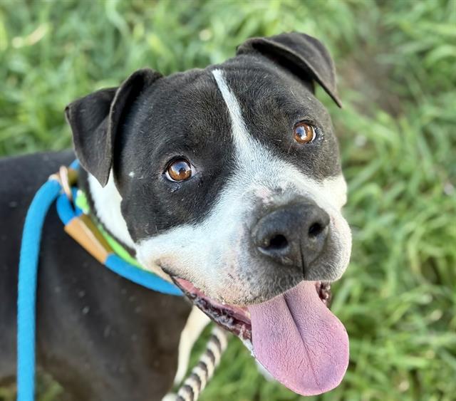 MANTIS* — thumbnail 2