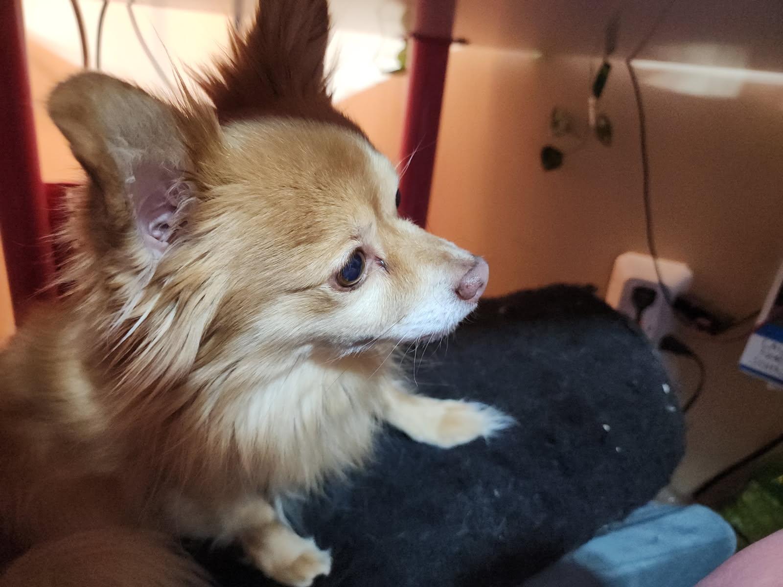 Enlarge Diego, a ADOPTABLE mixed breed in Bowdoin, ME image 2/5