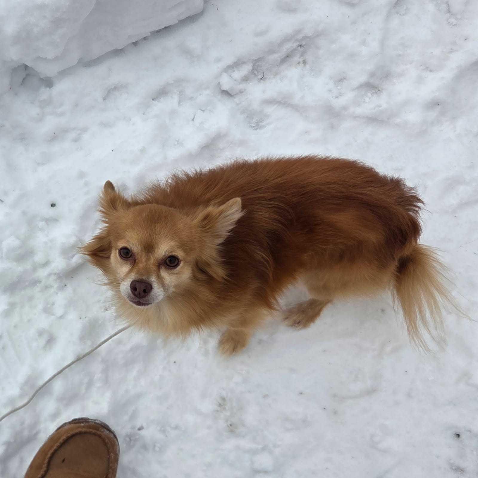 Diego, ADOPTABLE, Adult Male Pomeranian & Chihuahua.