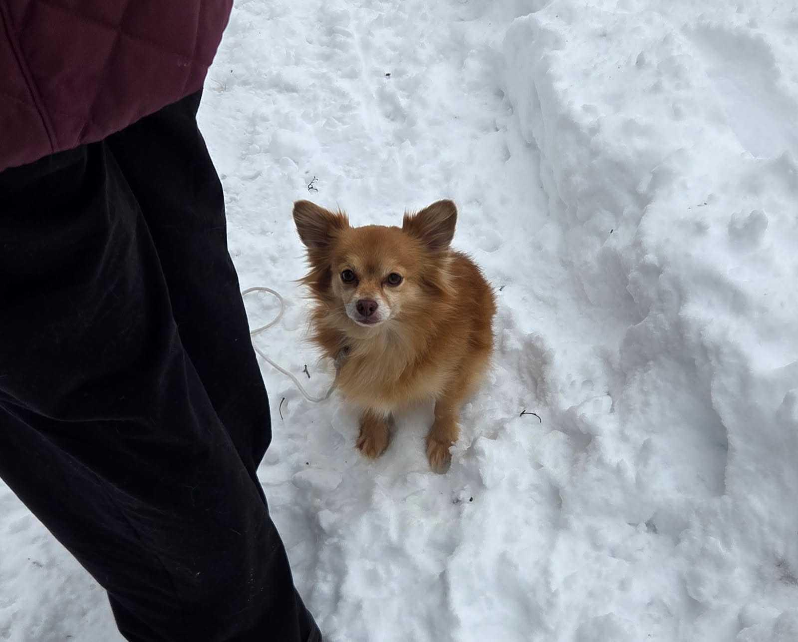 Enlarge Diego, a ADOPTABLE mixed breed in Bowdoin, ME image 4/5