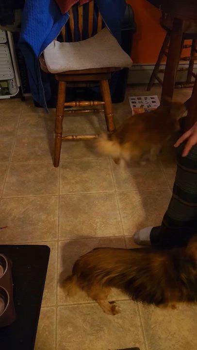 Enlarge Diego, an adopted mixed breed in Bowdoin, ME video 3/6