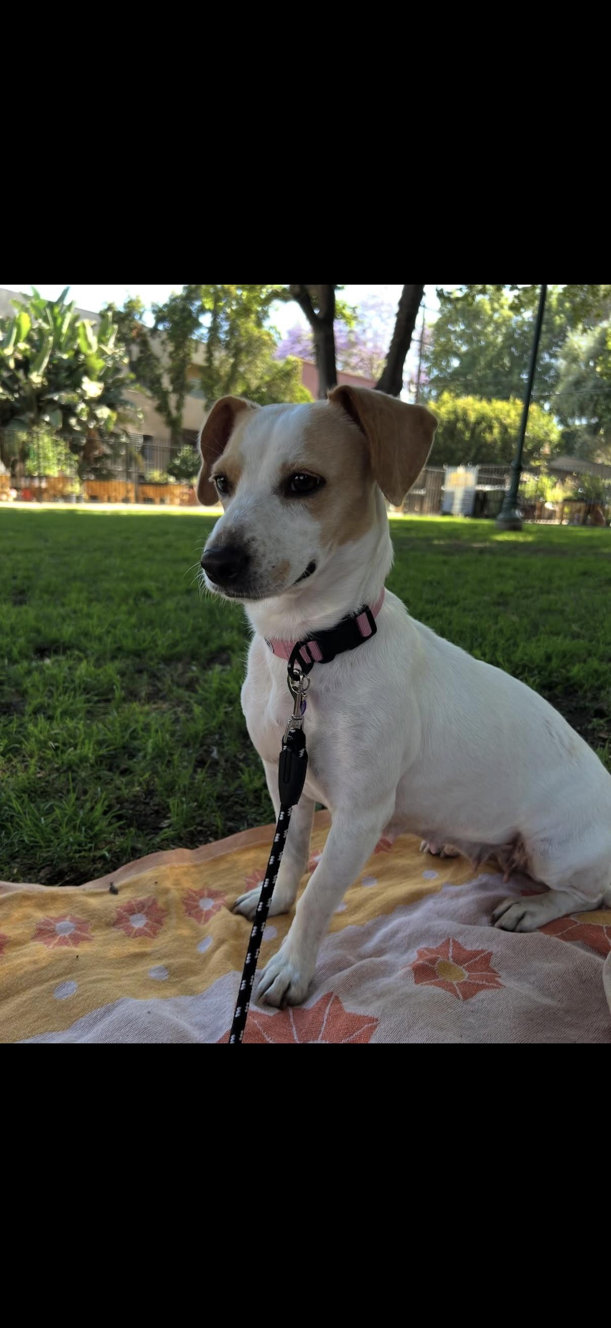 Enlarge MINNIE, a Adoptable mixed breed in Los Angeles, CA image 2/4