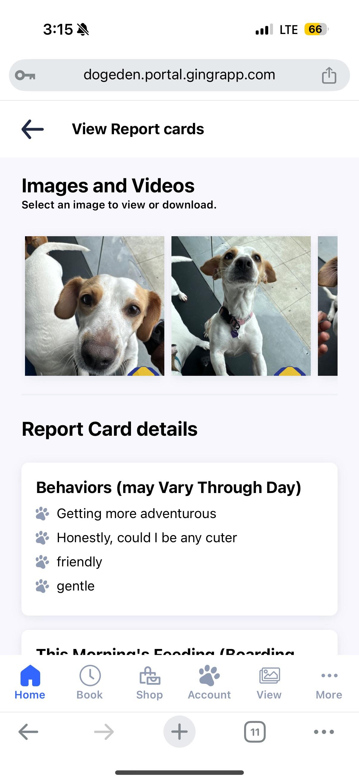 Enlarge MINNIE, a Adoptable mixed breed in Los Angeles, CA image 3/4