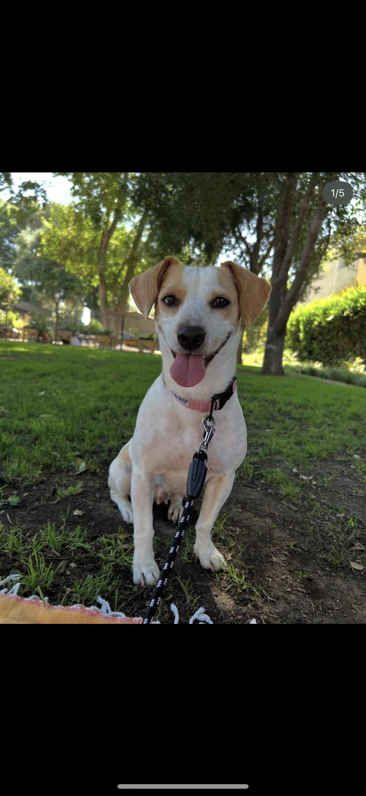 Enlarge MINNIE, a Adoptable mixed breed in Los Angeles, CA image 1/4