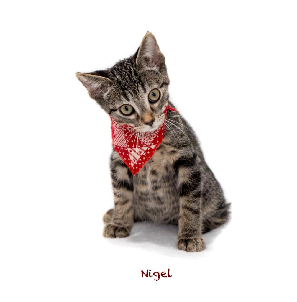 Enlarge Nigel, a Adoptable mixed breed in Hot Springs Village, AR image 1/2
