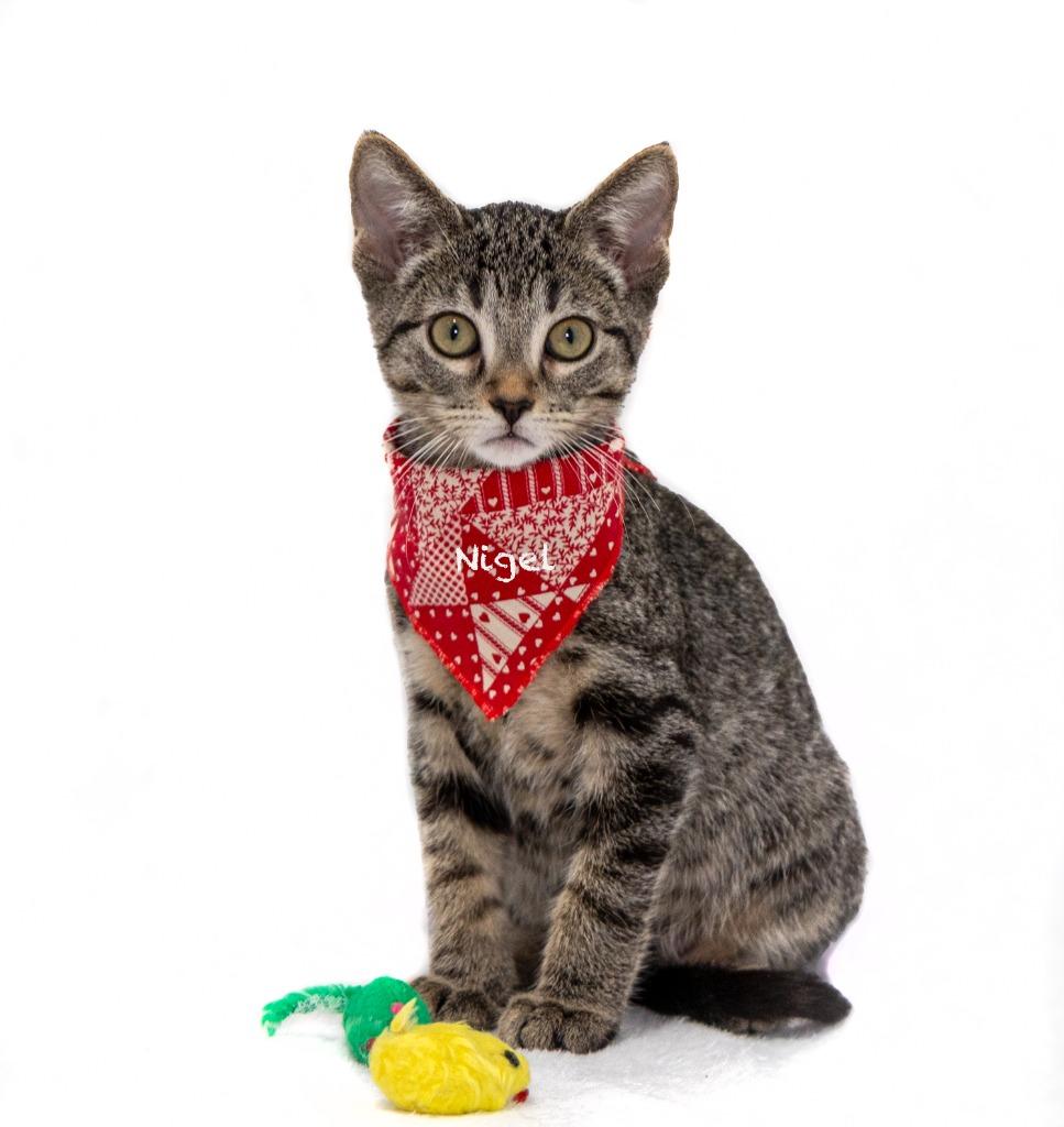 Enlarge Nigel, a Adoptable mixed breed in Hot Springs Village, AR image 2/2