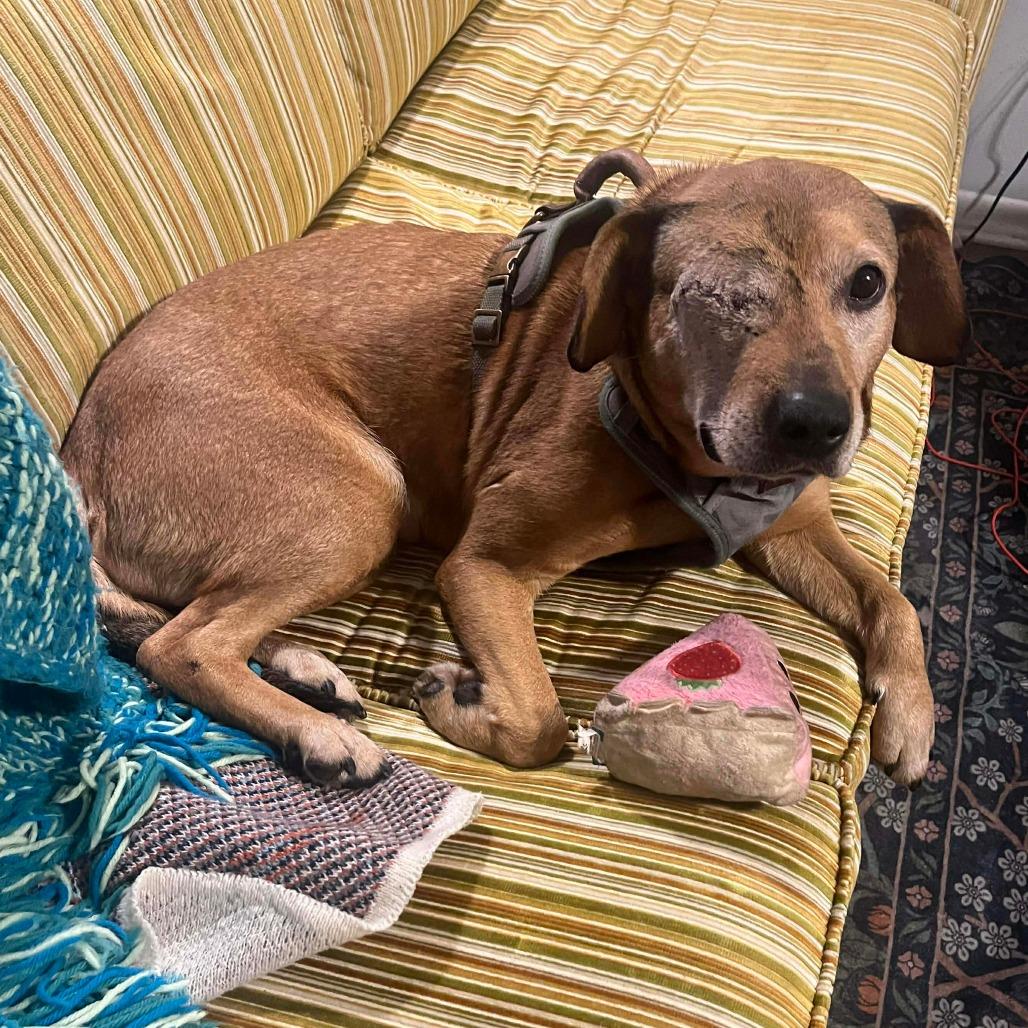 Winx, Adoptable, Adult Female Mixed Breed.