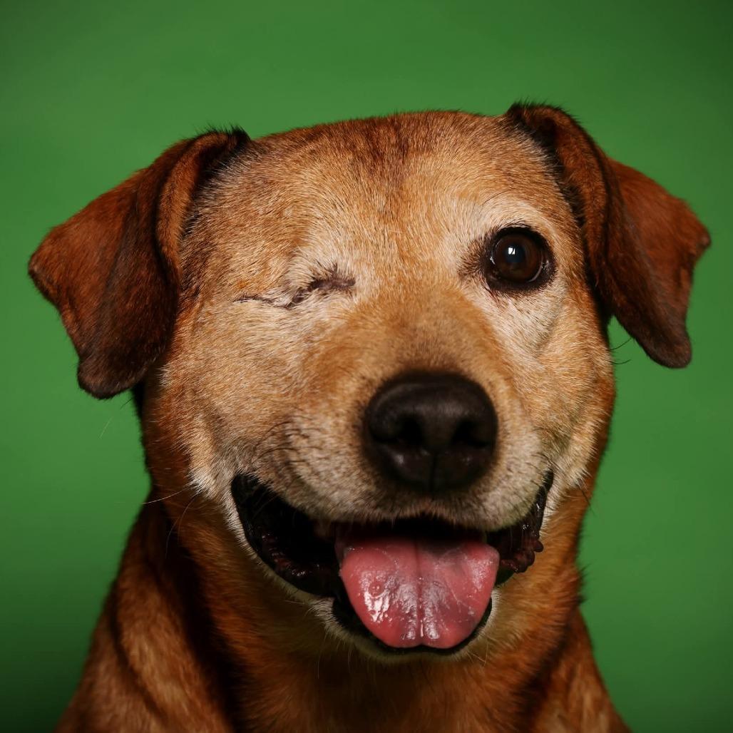 Enlarge Winx, a Adoptable Mixed Breed in Jackson, MO image 4/6