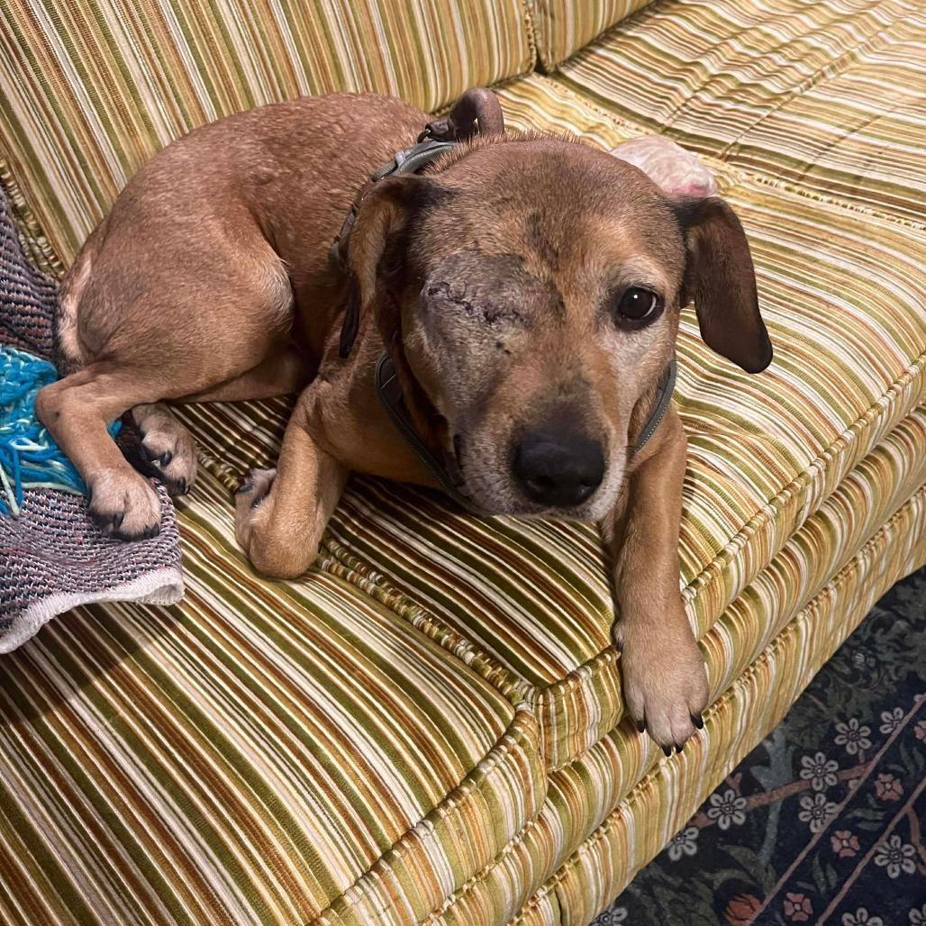 Enlarge Winx, a Adoptable Mixed Breed in Jackson, MO image 6/6