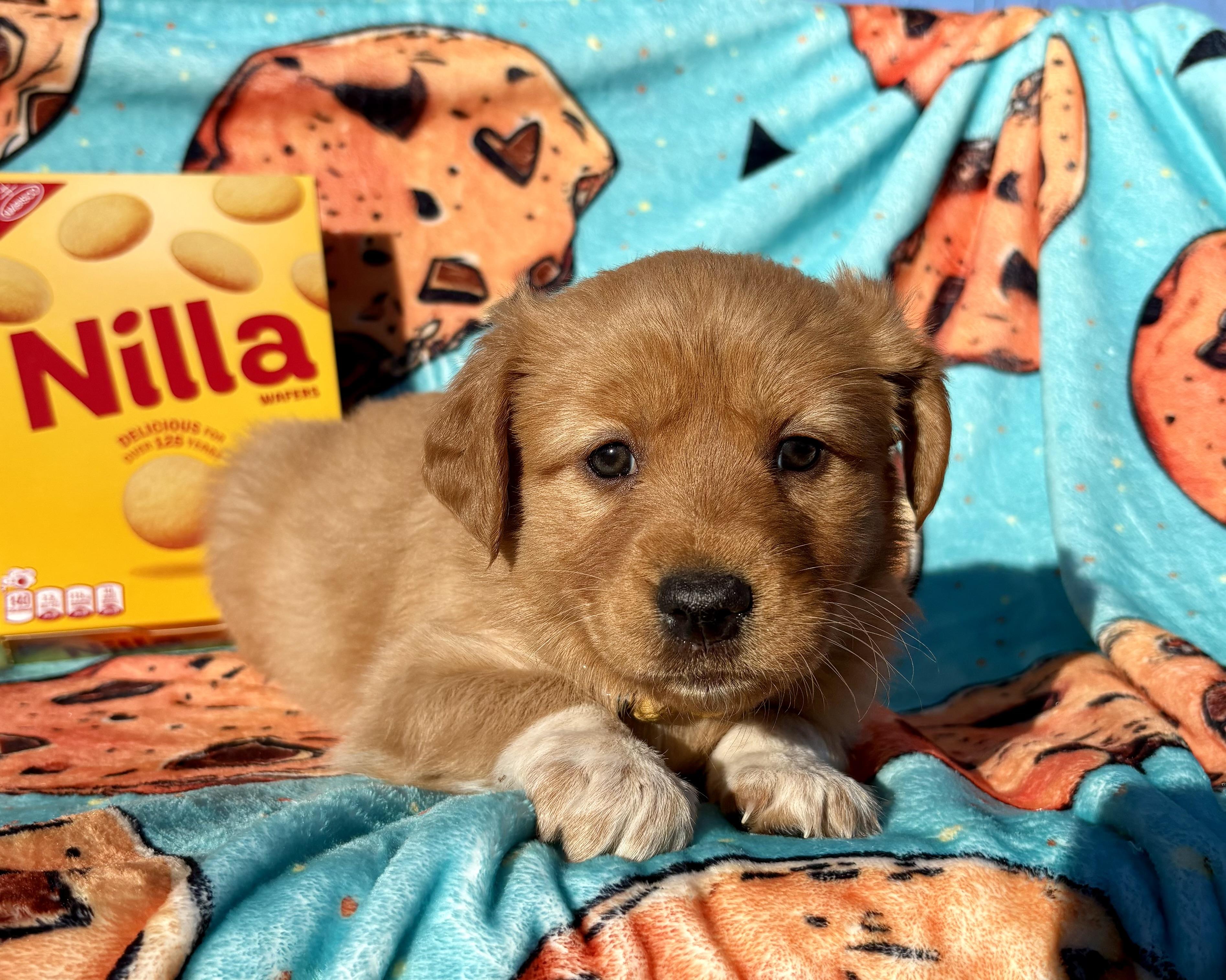 Enlarge Nilla , an adopted mixed breed in Pittsboro, NC image 5/5