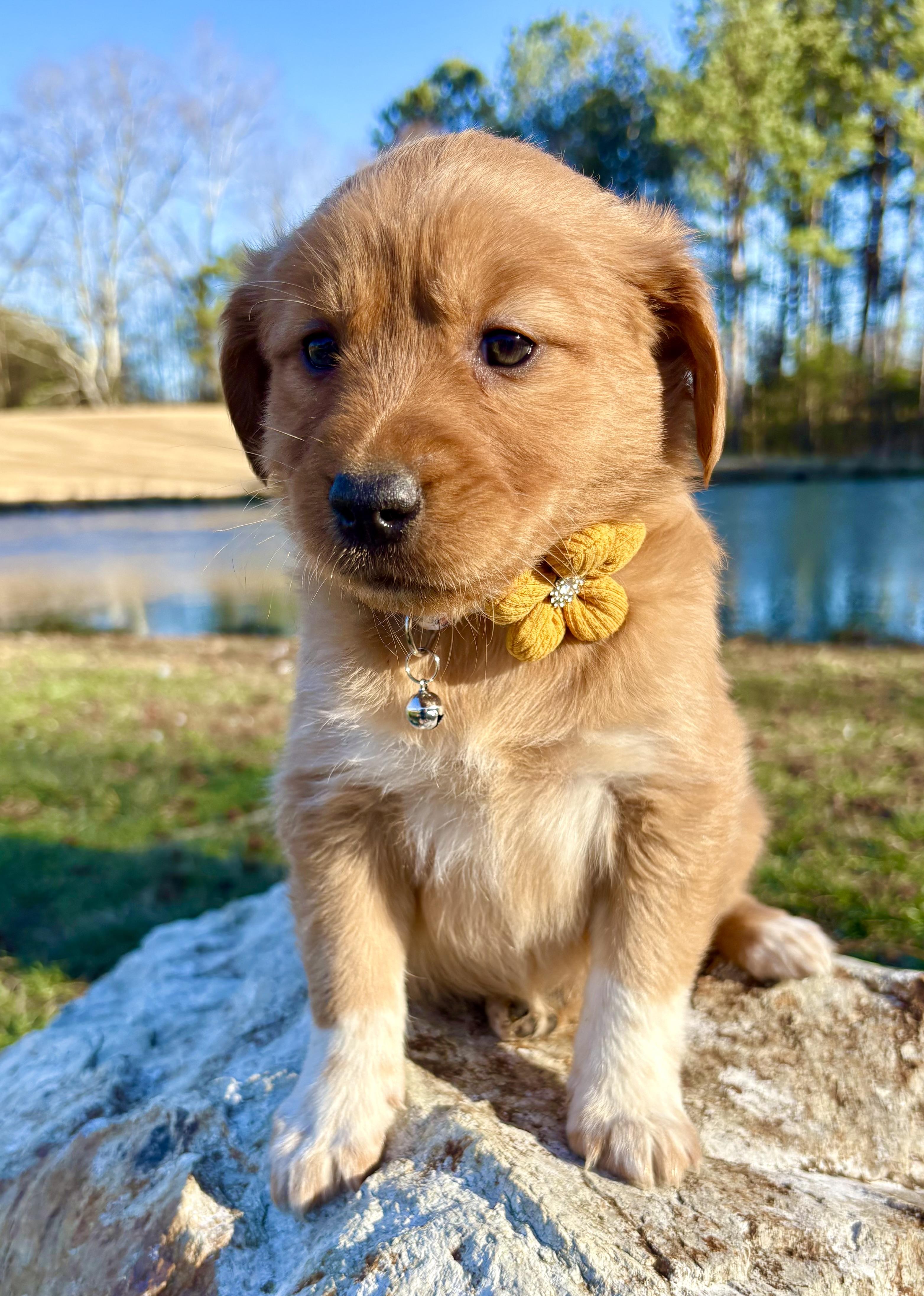 Enlarge Nilla , an adopted mixed breed in Pittsboro, NC image 4/5