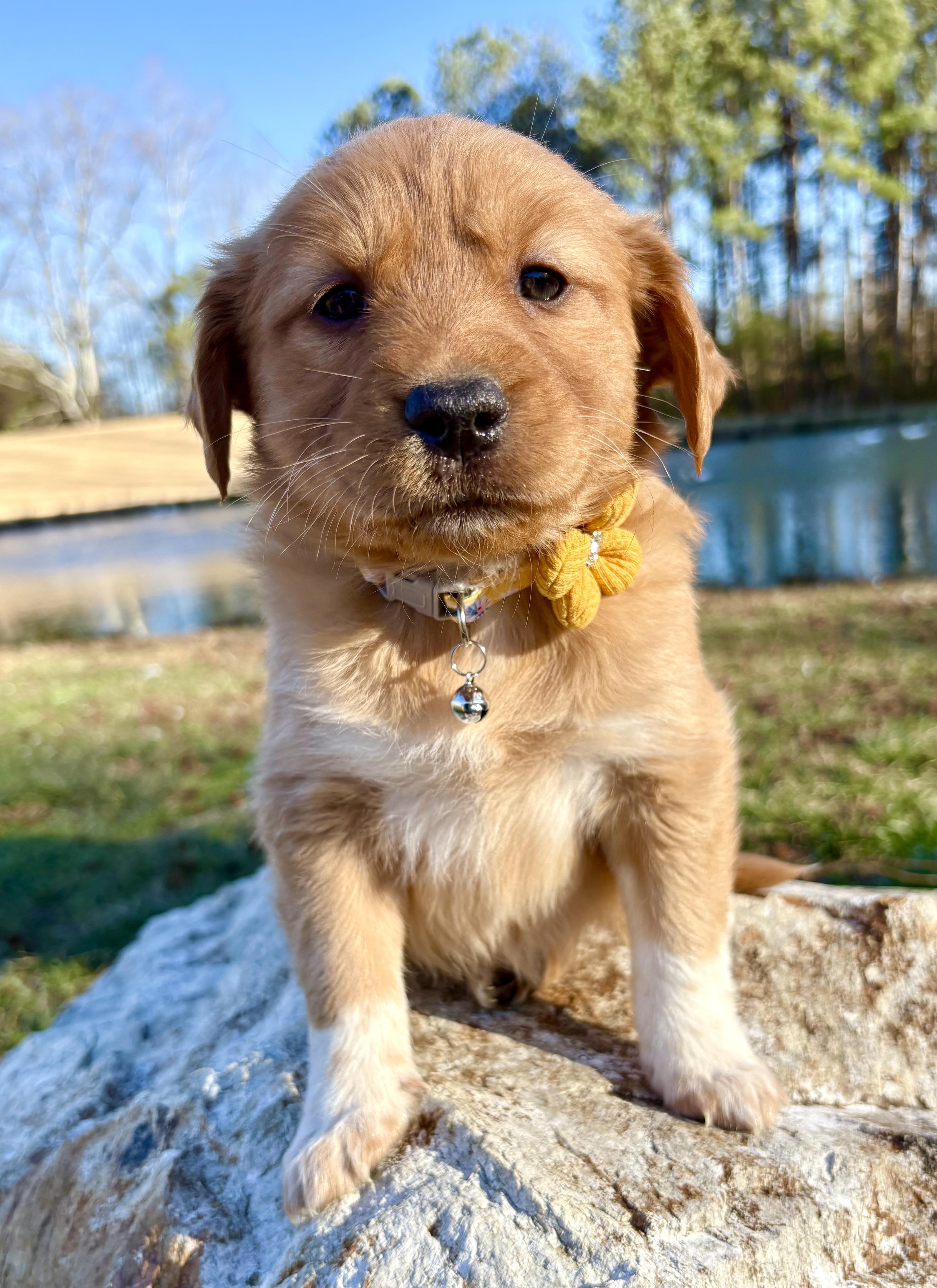 Enlarge Nilla , an adopted mixed breed in Pittsboro, NC image 1/5