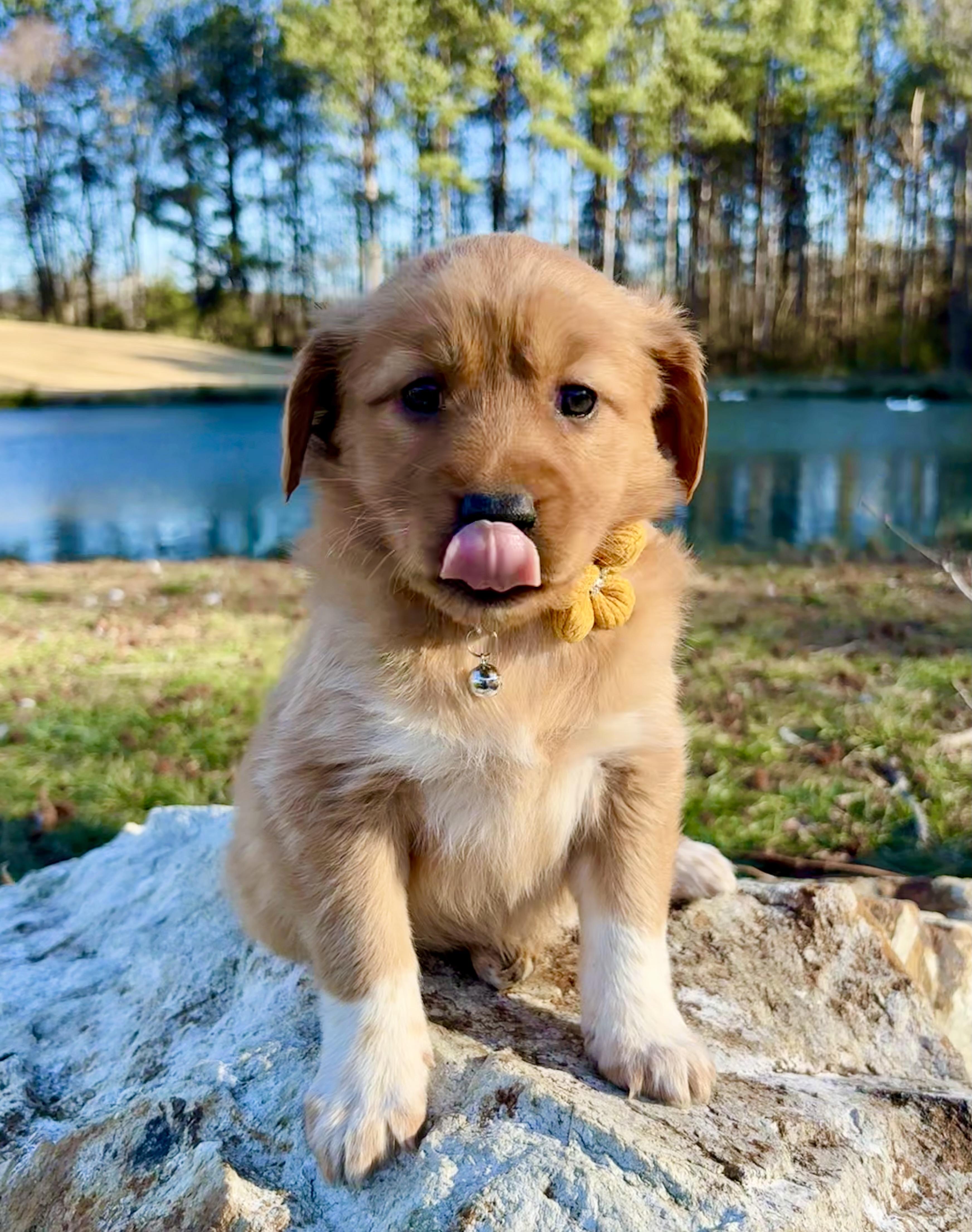 Enlarge Nilla , an adopted mixed breed in Pittsboro, NC image 2/5