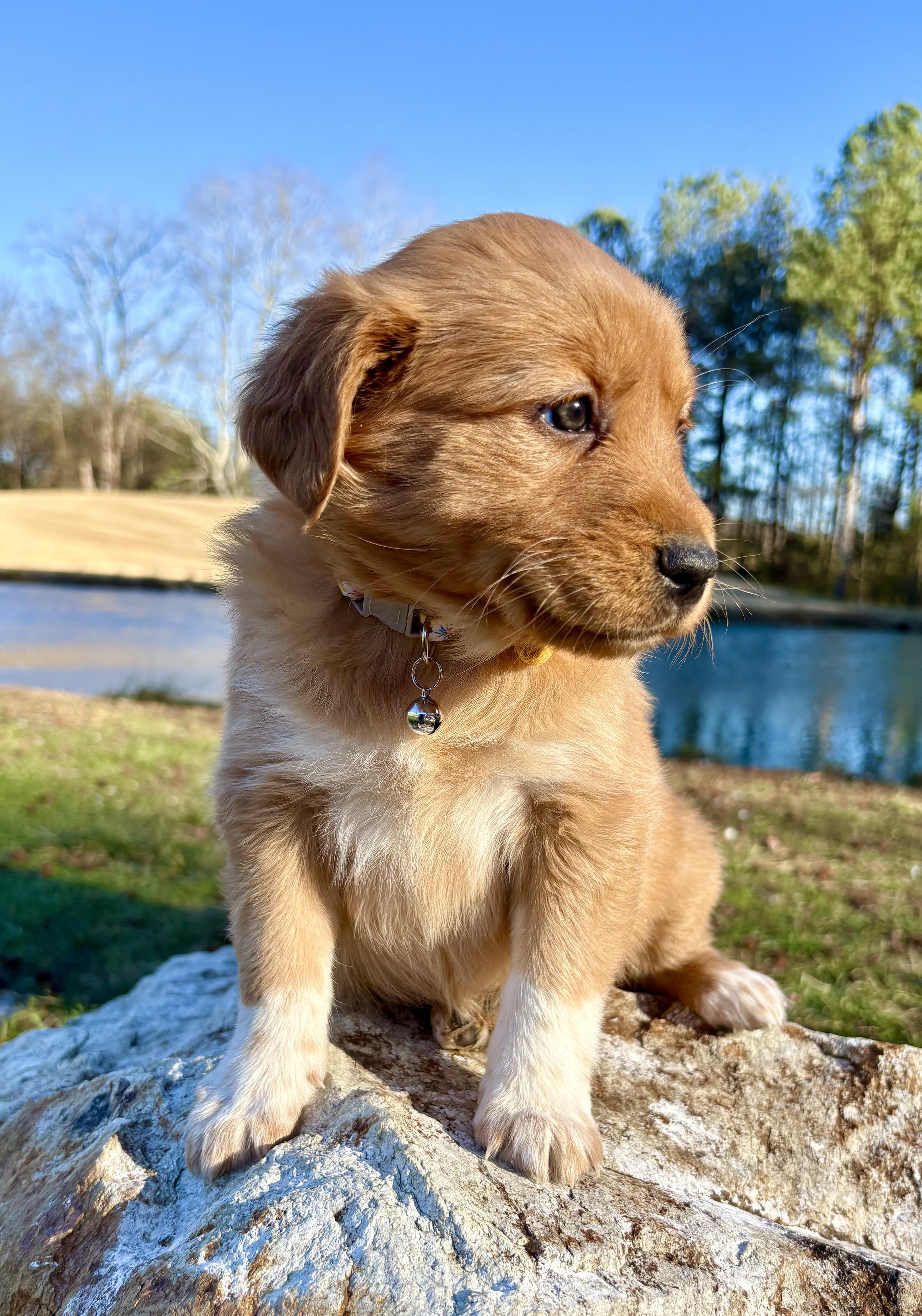 Enlarge Nilla , an adopted mixed breed in Pittsboro, NC image 3/5
