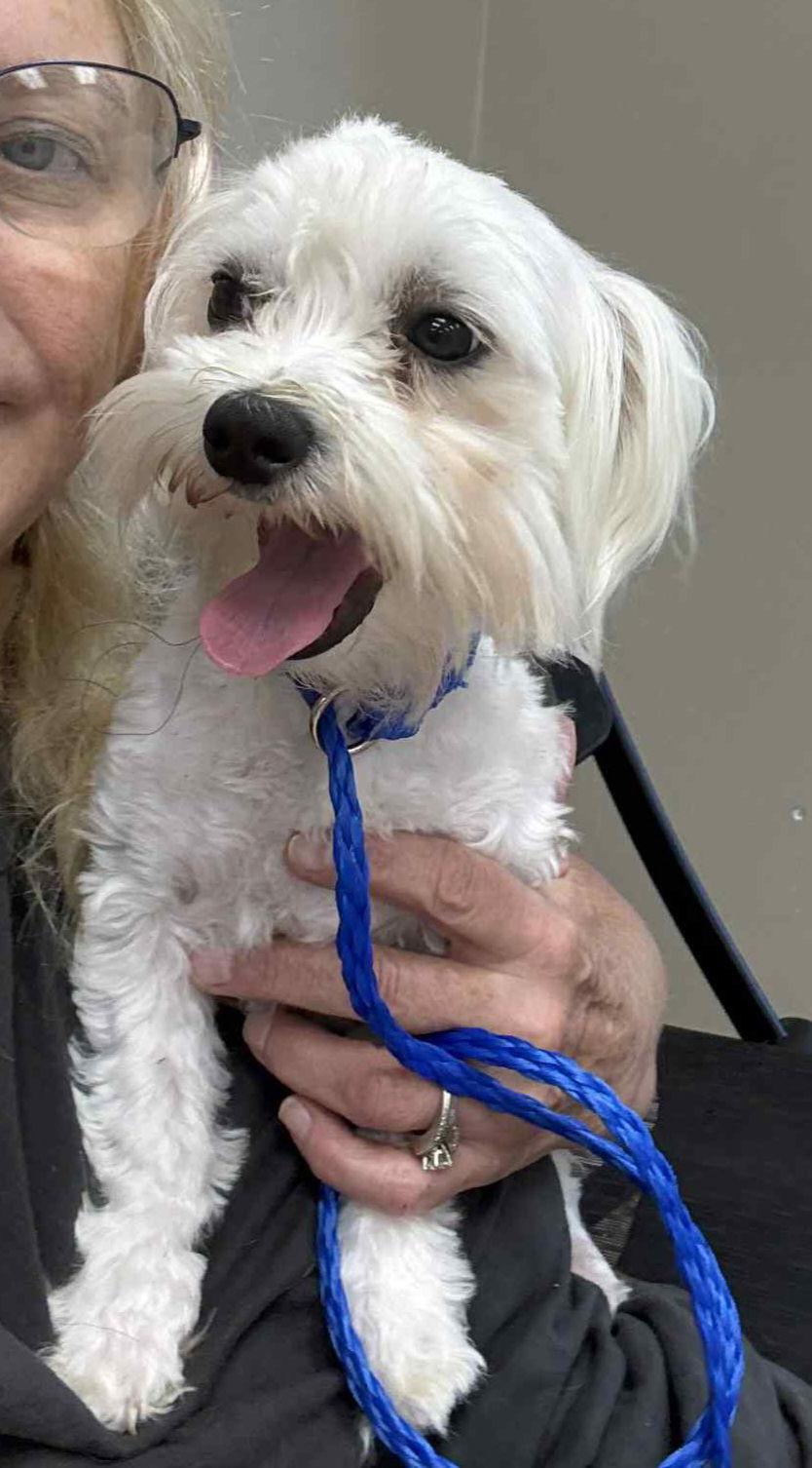Frosty, Adopted, Adult Male Maltese.