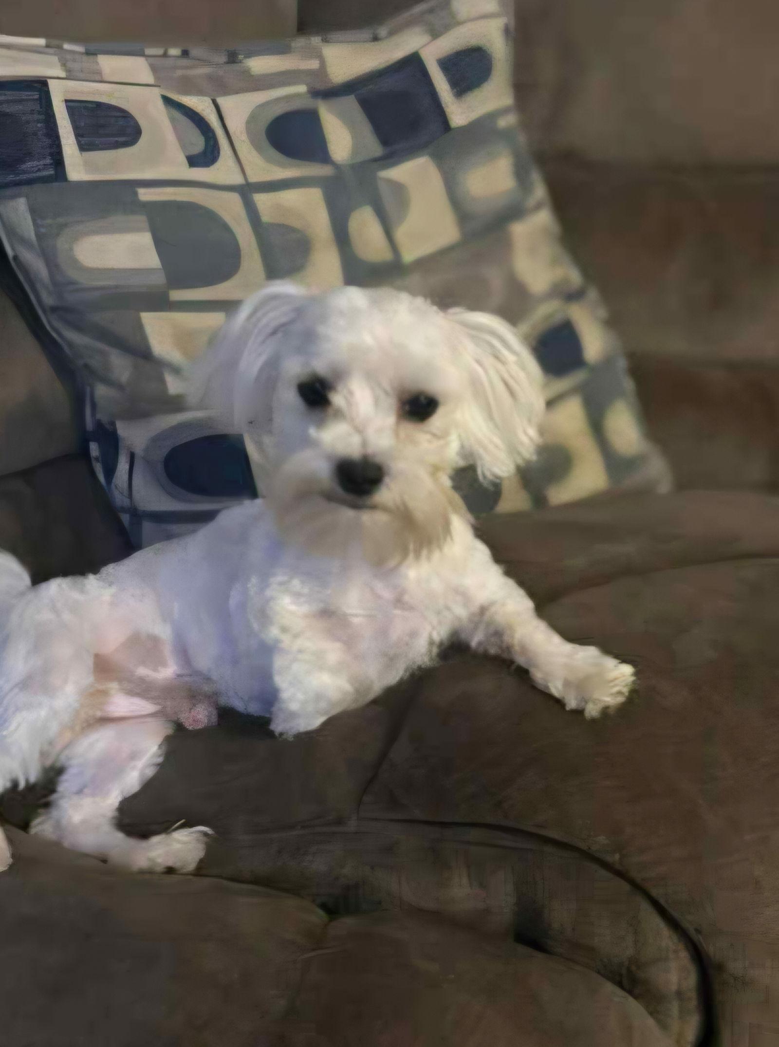 Frosty, a Adopted Maltese in Croydon, NH image 2/3