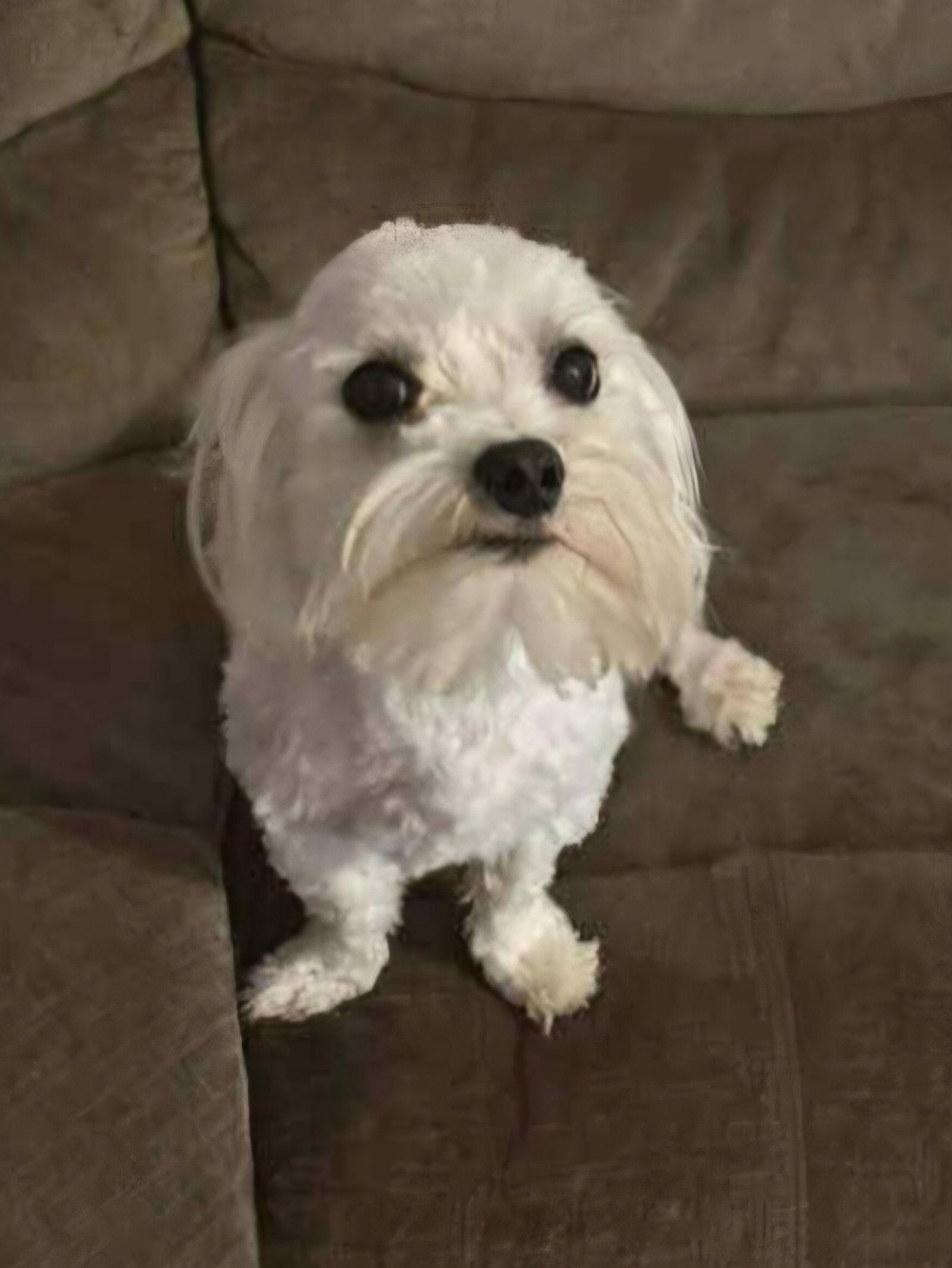 Frosty, a Adopted Maltese in Croydon, NH image 3/3