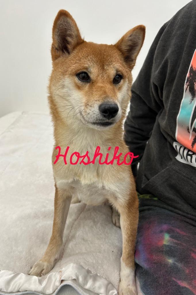 Enlarge Hoshiko, a Adoptable Shiba Inu in Jacksonville, IL image 1/1