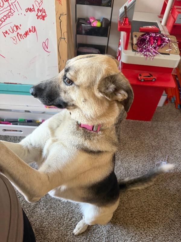 Enlarge Daisy, a Adoptable mixed breed in North Bend, WA image 2/5
