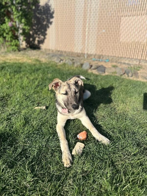 Enlarge Daisy, a Adoptable mixed breed in North Bend, WA image 4/5