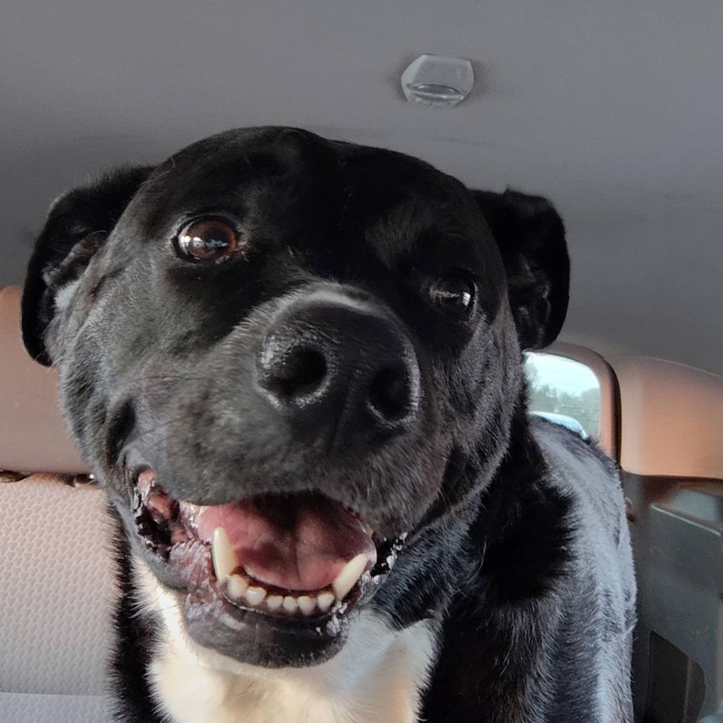 Nico- 22228, Adoptable, Adult Male Labrador Retriever.