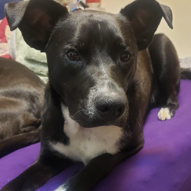 Enlarge Nico- 22228, a Adoptable Labrador Retriever in Minneapolis, MN image 3/6
