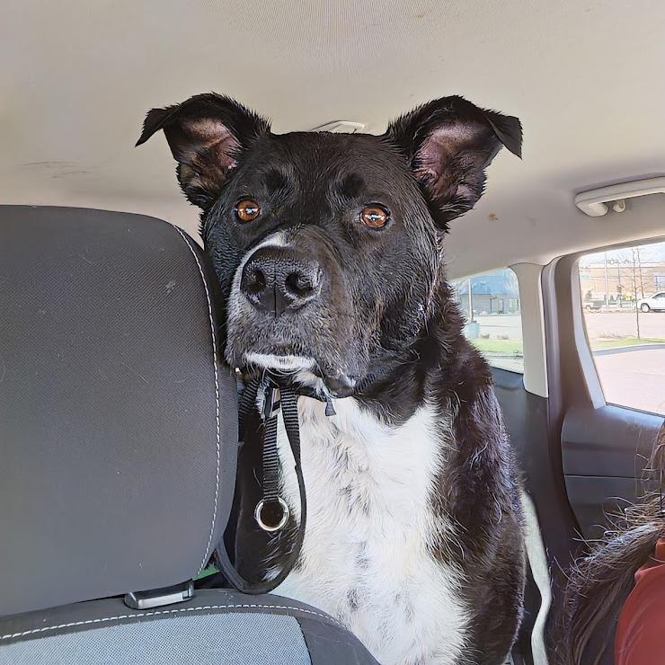 Enlarge Nico- 22228, a Adoptable Labrador Retriever in Minneapolis, MN image 5/6