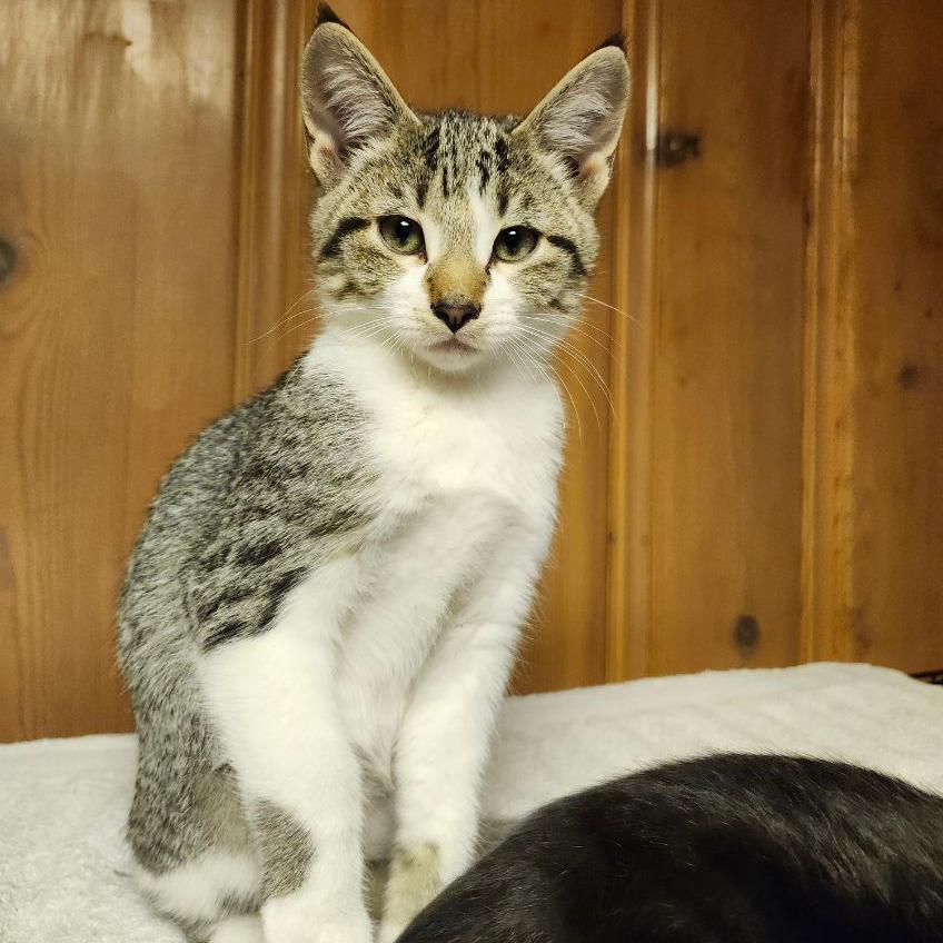 Twig, Adoptable, Kitten Male Domestic Short Hair.