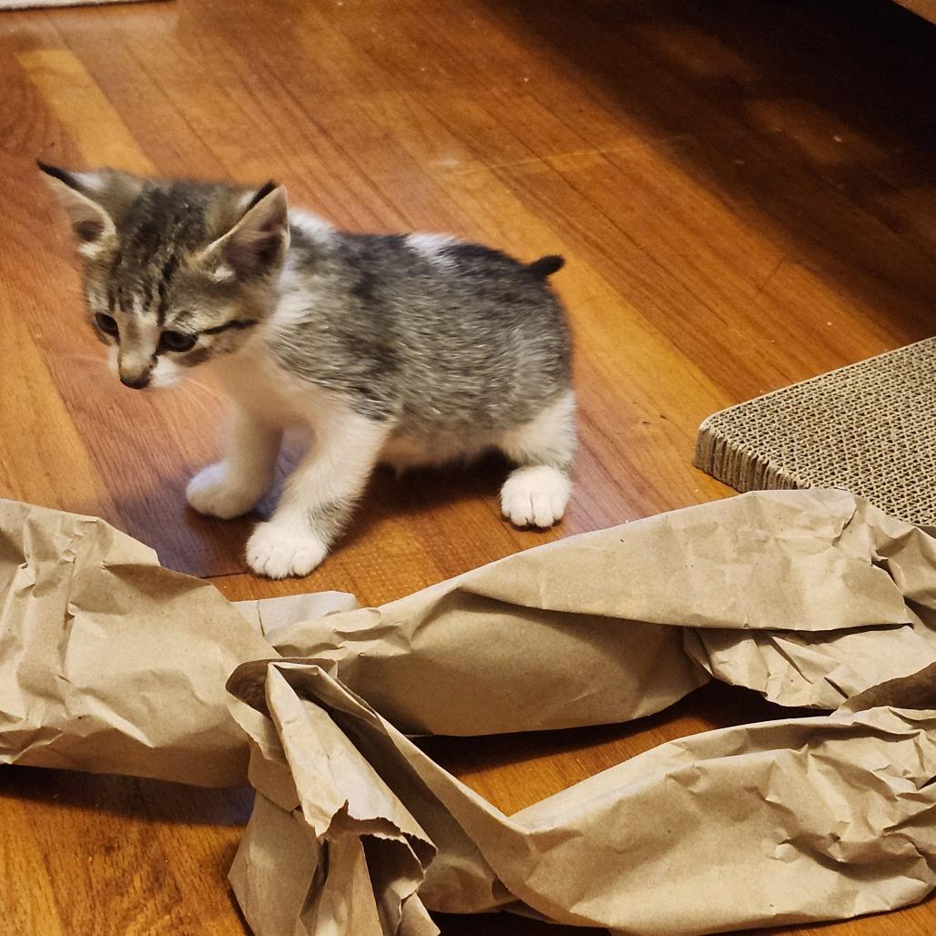 Enlarge Twig, a Adoptable Domestic Short Hair in Saint Paul, MN image 2/6