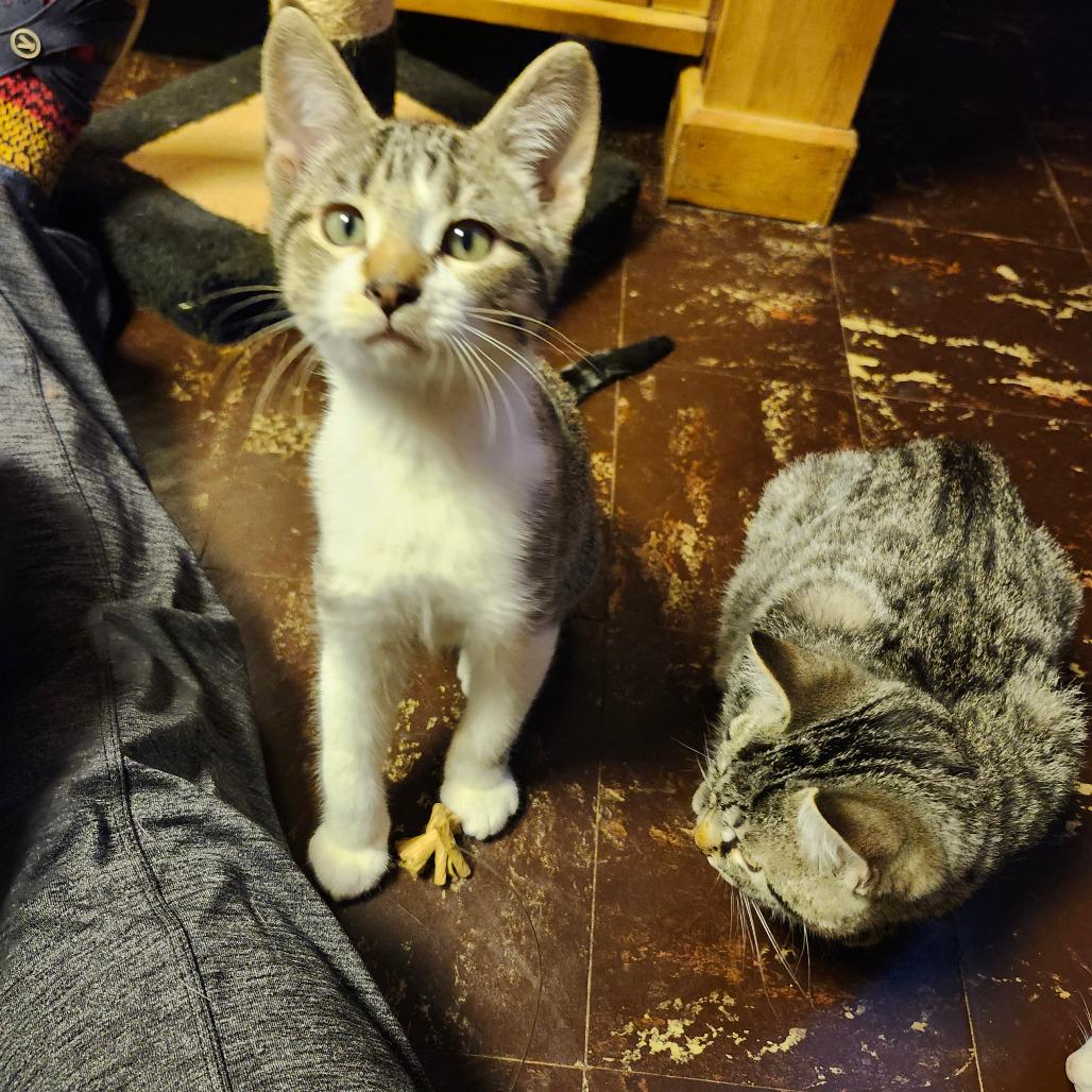 Enlarge Twig, a Adoptable Domestic Short Hair in Saint Paul, MN image 3/6